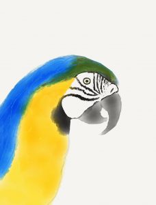 A noisy neighbouring macaw is an inevitable burden of suburban living!
